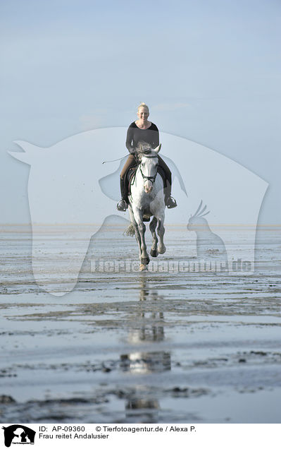 Frau reitet Andalusier / woman rides Andalusian horse / AP-09360