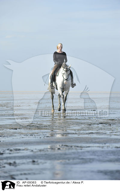 Frau reitet Andalusier / woman rides Andalusian horse / AP-09363
