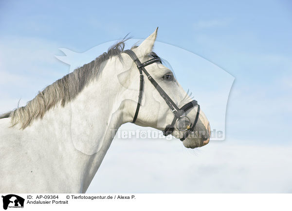 Andalusier Portrait / Andalusian horse portrait / AP-09364