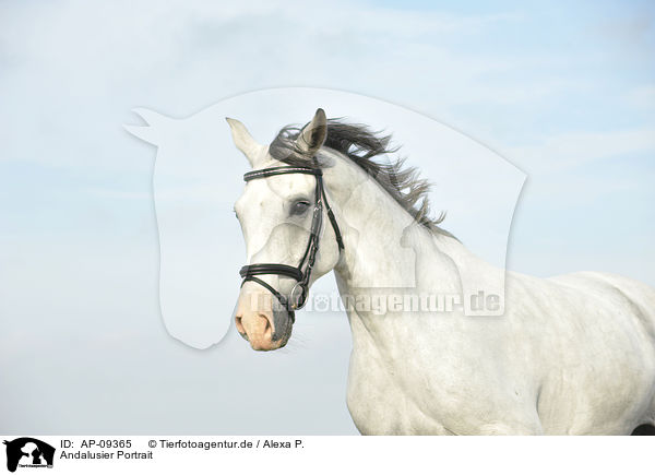 Andalusier Portrait / Andalusian horse portrait / AP-09365