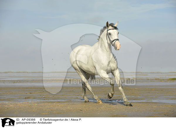 galoppierender Andalusier / galloping Andalusian horse / AP-09366