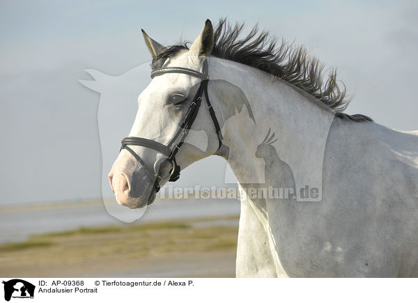 Andalusier Portrait / Andalusian horse portrait / AP-09368