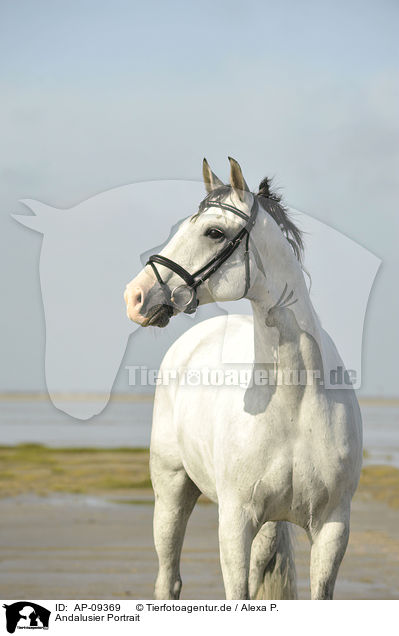 Andalusier Portrait / Andalusian horse portrait / AP-09369