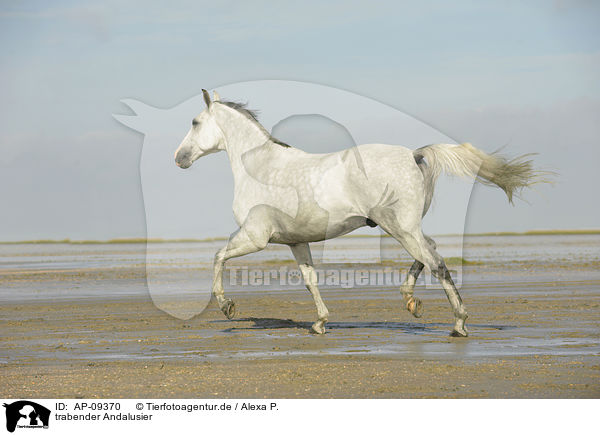trabender Andalusier / trotting Andalusian horse / AP-09370