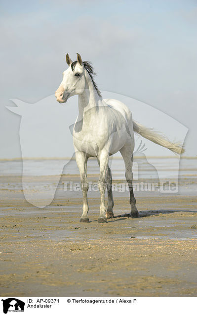 Andalusier / Andalusian horse / AP-09371
