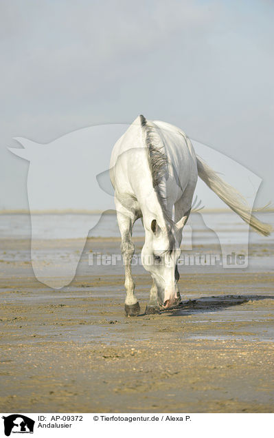 Andalusier / Andalusian horse / AP-09372