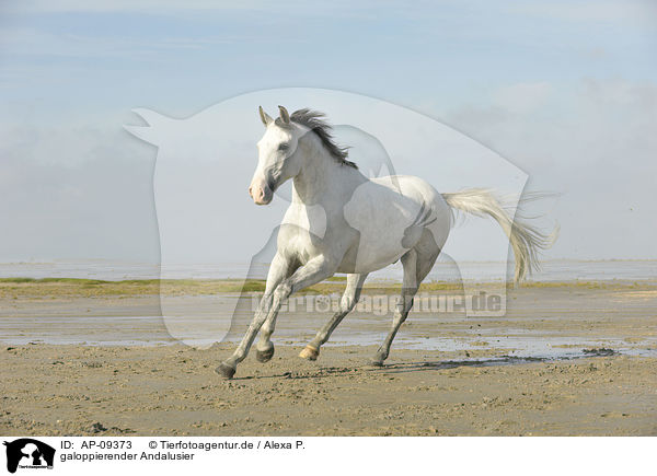 galoppierender Andalusier / galloping Andalusian horse / AP-09373