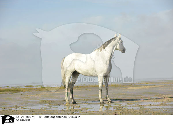Andalusier / Andalusian horse / AP-09374