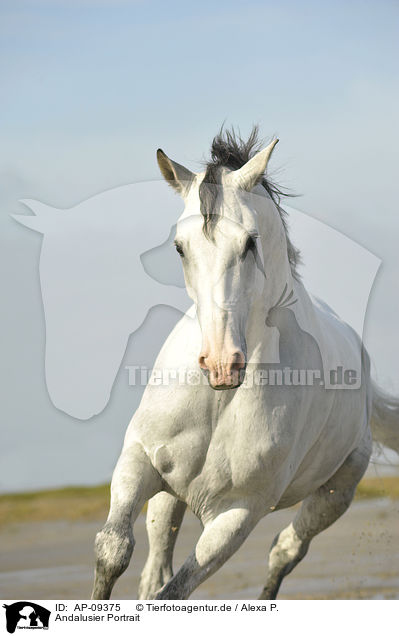 Andalusier Portrait / Andalusian horse portrait / AP-09375