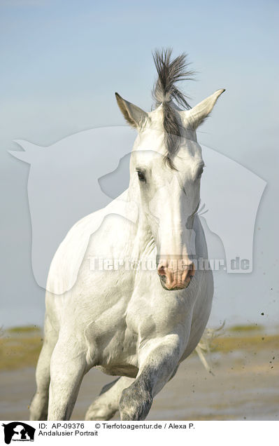 Andalusier Portrait / Andalusian horse portrait / AP-09376