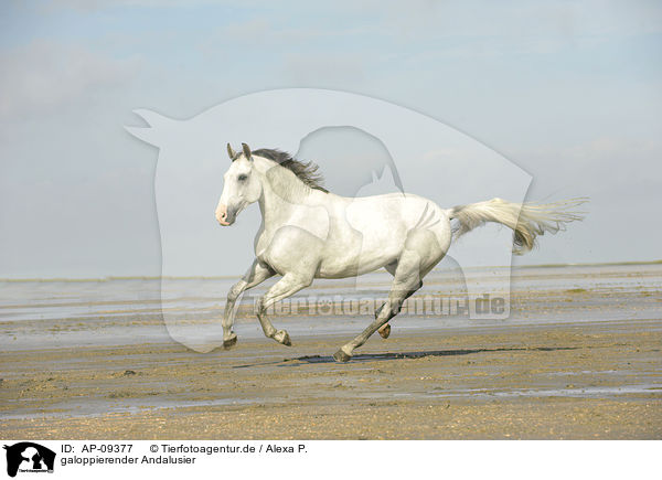galoppierender Andalusier / galloping Andalusian horse / AP-09377