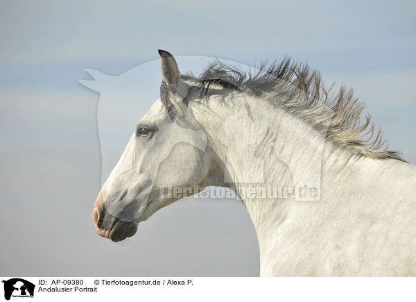 Andalusier Portrait / Andalusian horse portrait / AP-09380