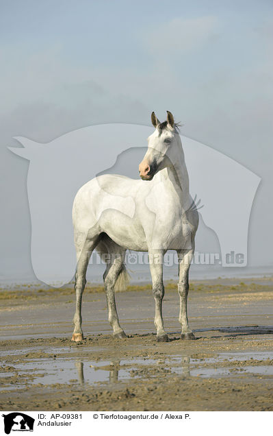 Andalusier / Andalusian horse / AP-09381