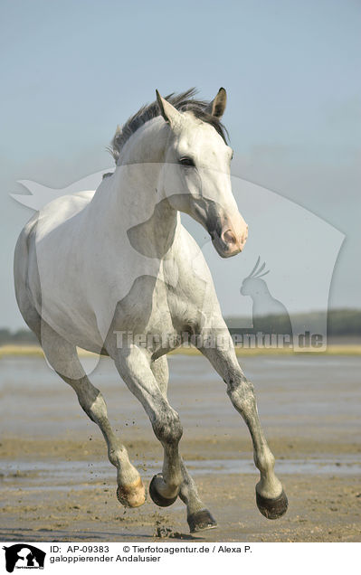 galoppierender Andalusier / galloping Andalusian horse / AP-09383