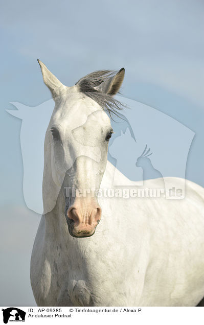 Andalusier Portrait / Andalusian horse portrait / AP-09385