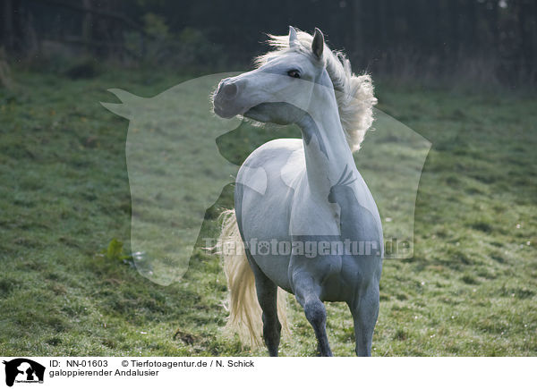 galoppierender Andalusier / galloping Andalusian horse / NN-01603