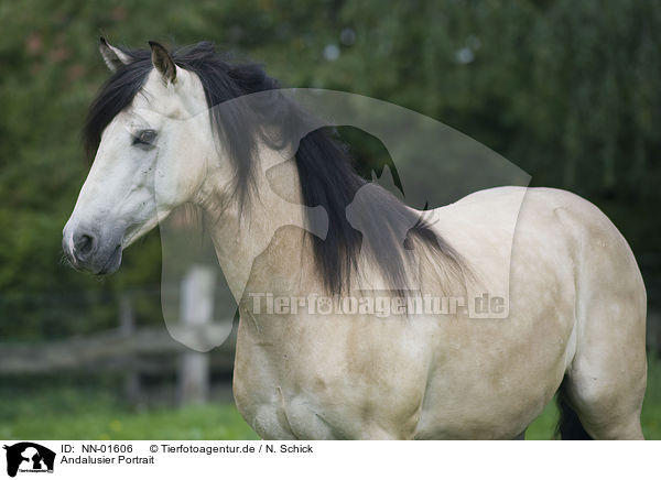 Andalusier Portrait / Andalusian horse portrait / NN-01606