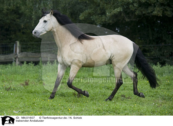 trabender Andalusier / trotting Andalusian horse / NN-01607