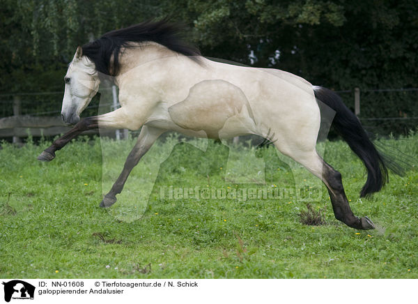 galoppierender Andalusier / galloping Andalusian horse / NN-01608