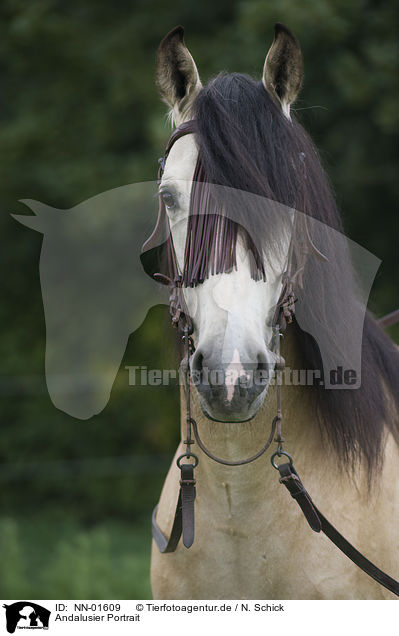 Andalusier Portrait / Andalusian horse portrait / NN-01609