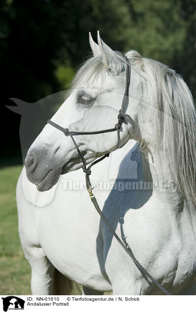Andalusier Portrait / Andalusian horse portrait / NN-01610