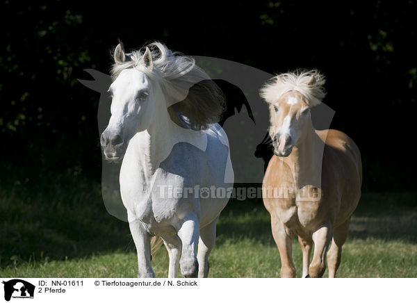 2 Pferde / 2 horses / NN-01611