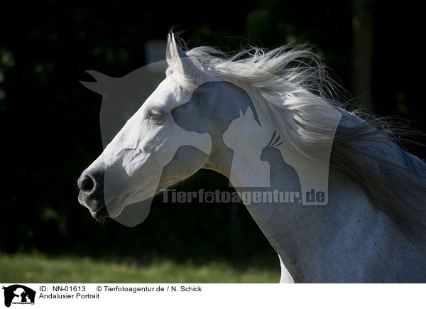 Andalusier Portrait / Andalusian horse portrait / NN-01613