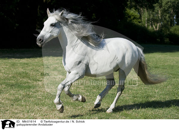 galoppierender Andalusier / galloping Andalusian horse / NN-01614