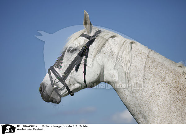 Andalusier Portrait / Andalusian horse portrait / RR-43952