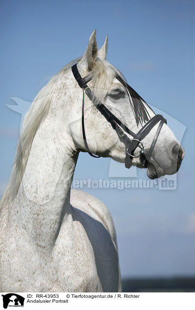 Andalusier Portrait / Andalusian horse portrait / RR-43953
