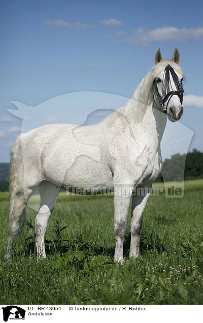 Andalusier / Andalusian horse / RR-43954
