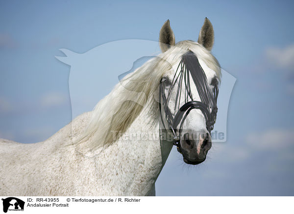 Andalusier Portrait / Andalusian horse portrait / RR-43955
