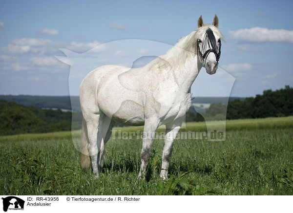 Andalusier / Andalusian horse / RR-43956