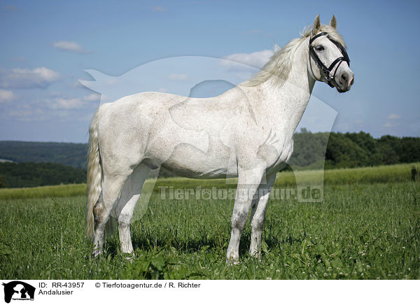 Andalusier / Andalusian horse / RR-43957