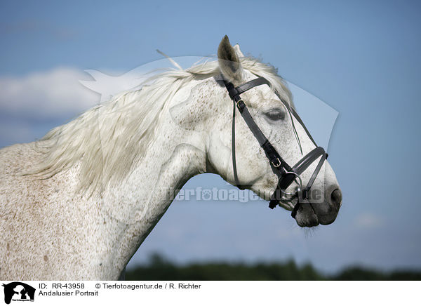 Andalusier Portrait / Andalusian horse portrait / RR-43958