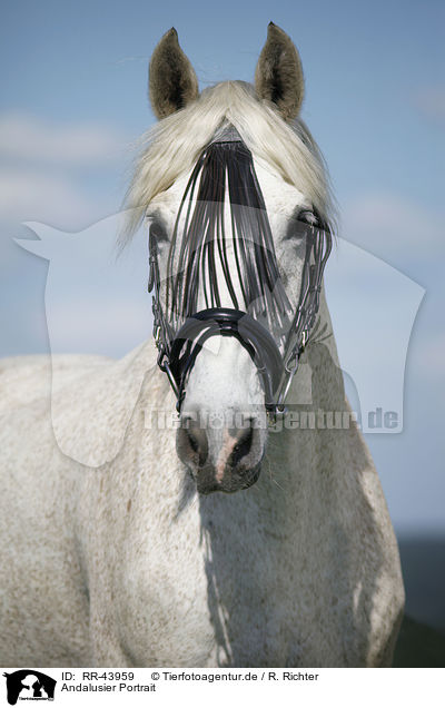 Andalusier Portrait / Andalusian horse portrait / RR-43959