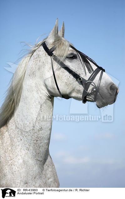 Andalusier Portrait / Andalusian horse portrait / RR-43960