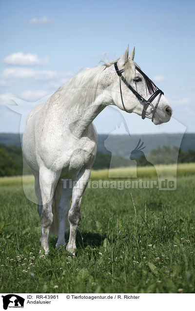 Andalusier / Andalusian horse / RR-43961