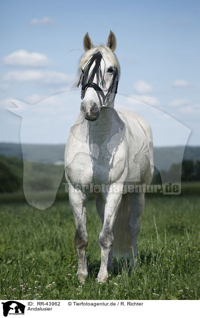 Andalusier / Andalusian horse / RR-43962