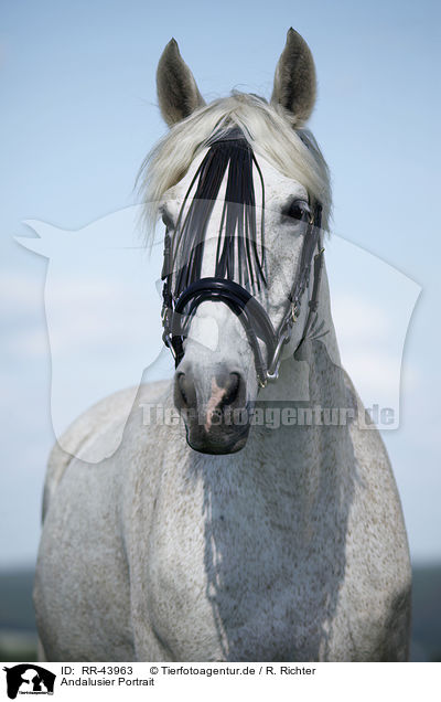 Andalusier Portrait / Andalusian horse portrait / RR-43963