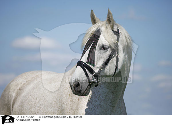 Andalusier Portrait / Andalusian horse portrait / RR-43964