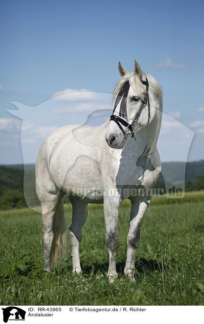 Andalusier / Andalusian horse / RR-43965