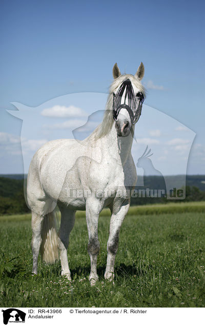Andalusier / Andalusian horse / RR-43966