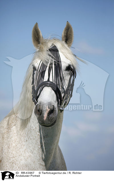 Andalusier Portrait / Andalusian horse portrait / RR-43967