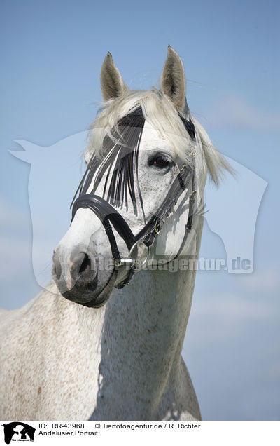 Andalusier Portrait / Andalusian horse portrait / RR-43968