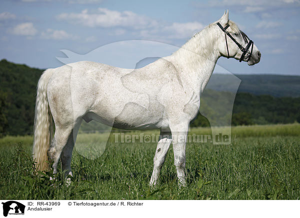 Andalusier / Andalusian horse / RR-43969