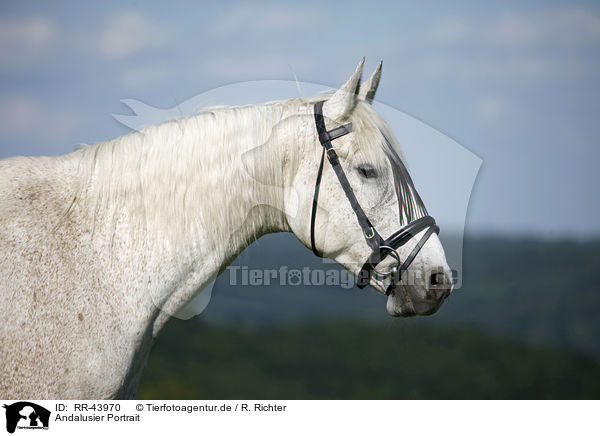 Andalusier Portrait / Andalusian horse portrait / RR-43970