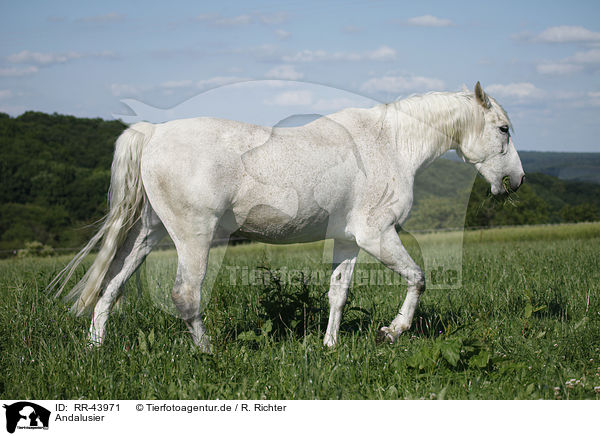 Andalusier / Andalusian horse / RR-43971