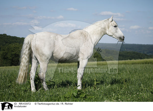 Andalusier / Andalusian horse / RR-43972