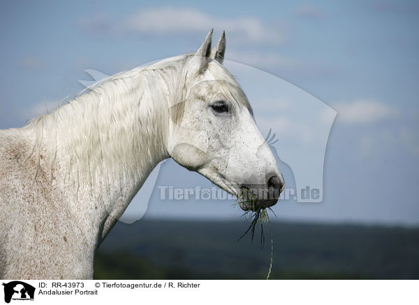Andalusier Portrait / Andalusian horse portrait / RR-43973